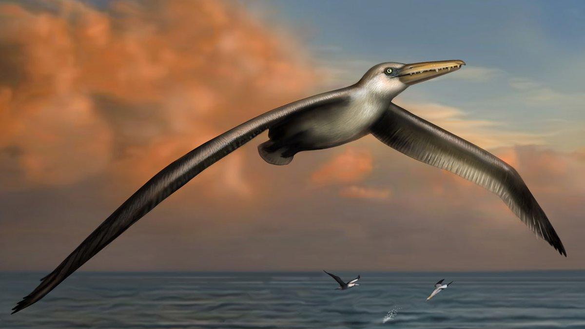 Artist impression of Pelagornis sandersi