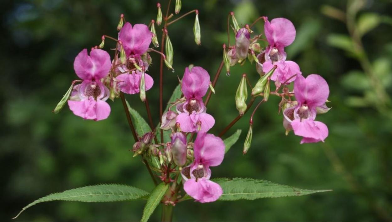 Himalayan Balsam