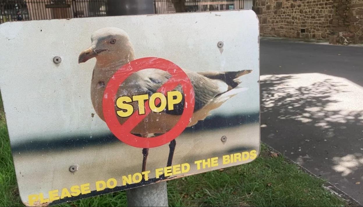 Warning sign saying not to feed the birds