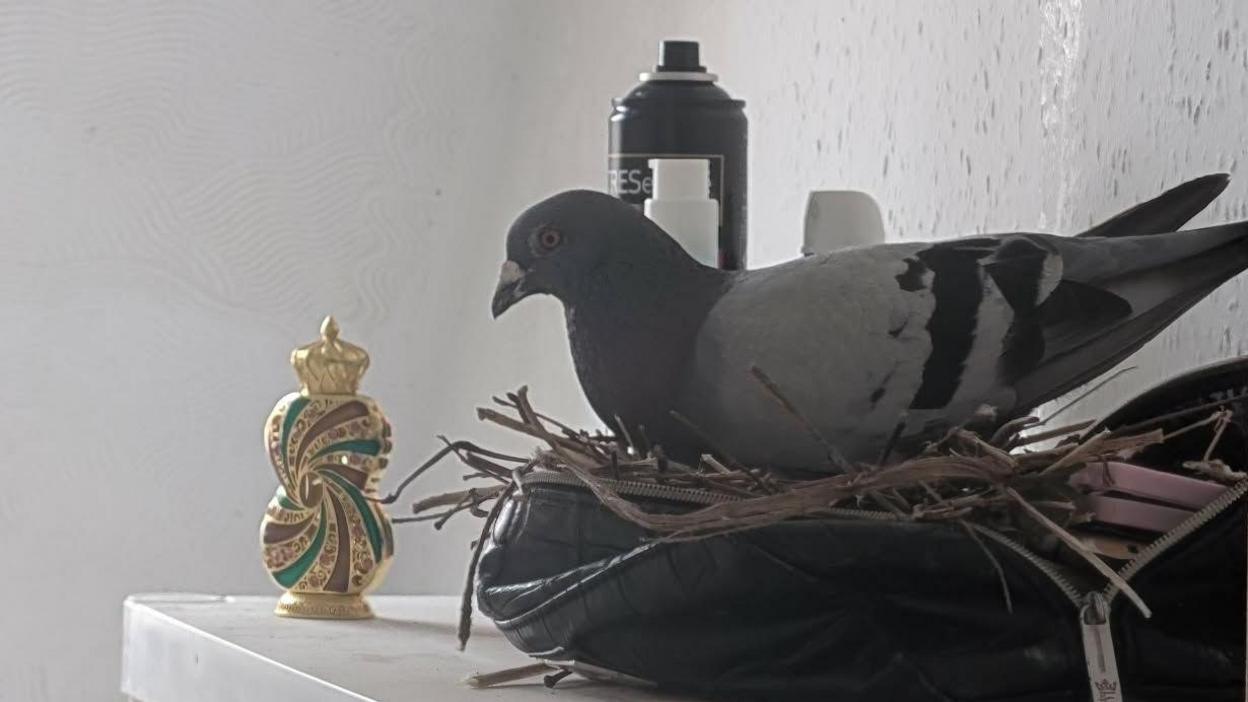 A bird on a shelf that has made a nest in a makeup bag. There is an ornament in front of her. Twigs are in the bag and there are bottles behind her.