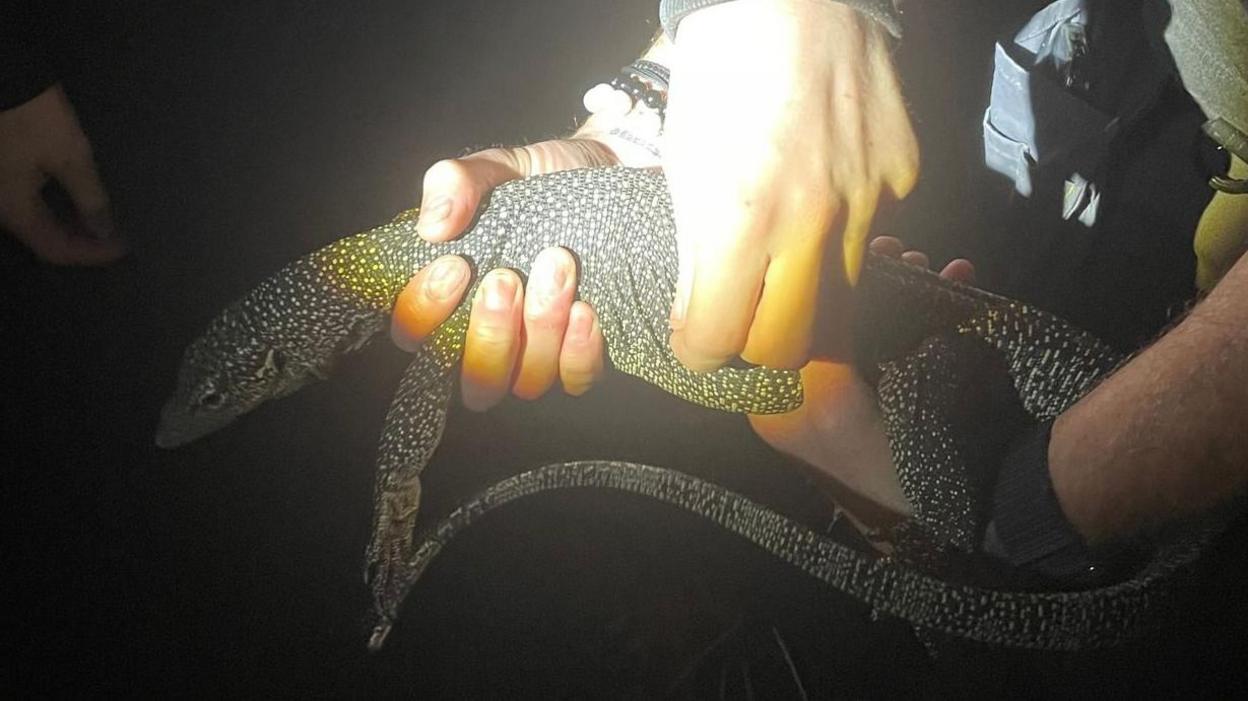 A large black and white lizard being held, whilst a light is shone on it.
