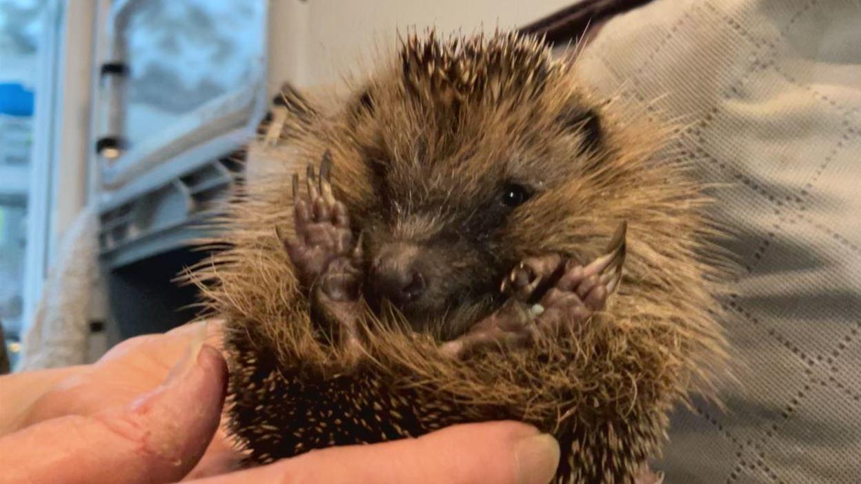 A close up of a hedgehog with small black eyes and its claws and feet pointing upward held by a hand