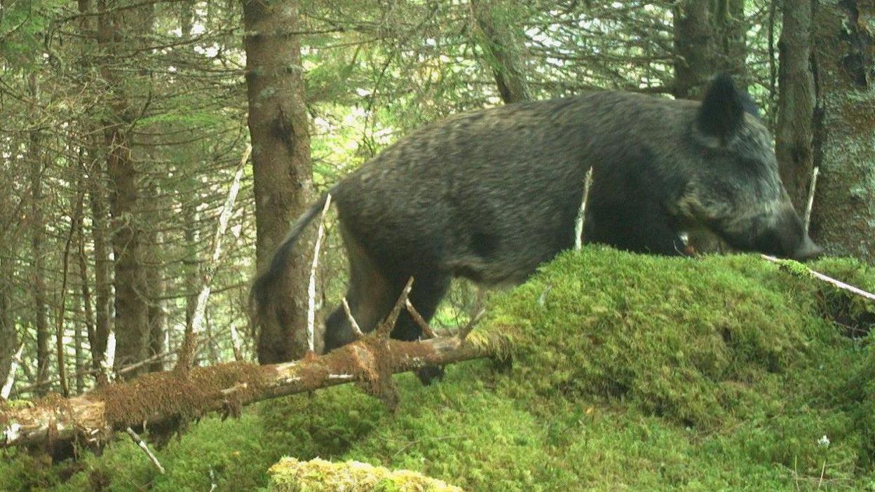 The pig is running through a forest. It is partly obscured by large lump of moss.