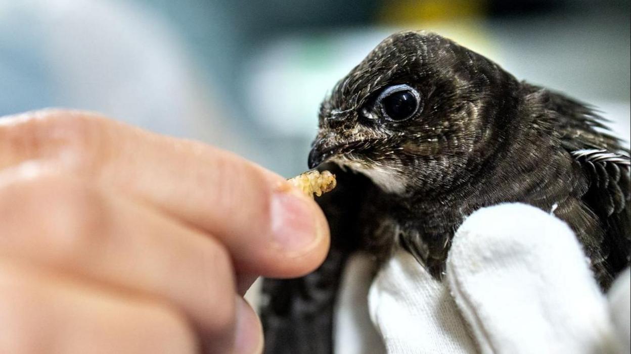 A volunteer feeds a swift chick