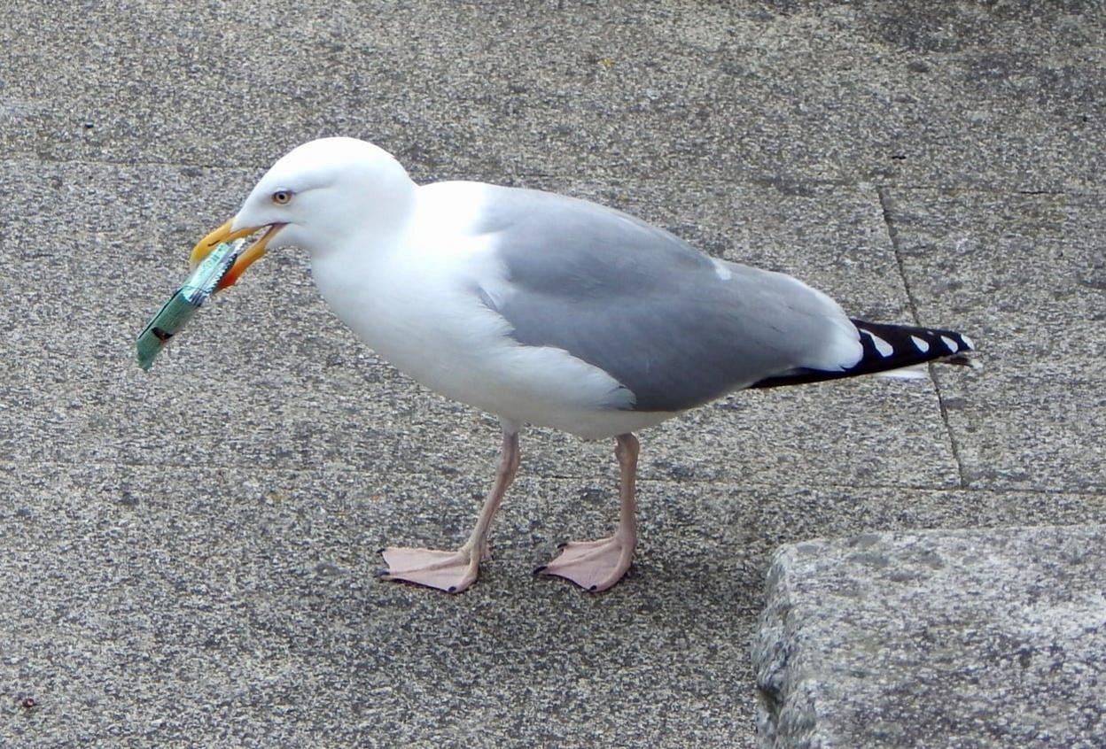 hungry seagull