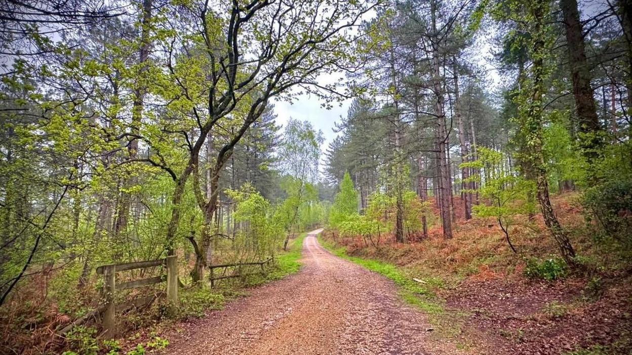 A path through a wood. The path is muddy. On either side is a mix of pine and deciduous trees. The trees still have some green leaf cover.