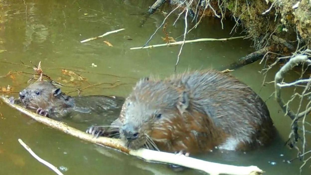 A fullygrown beaver and a baby beaver about a quarter of the size both gnaw on the same branch lying in shallow water at the edge of a river.