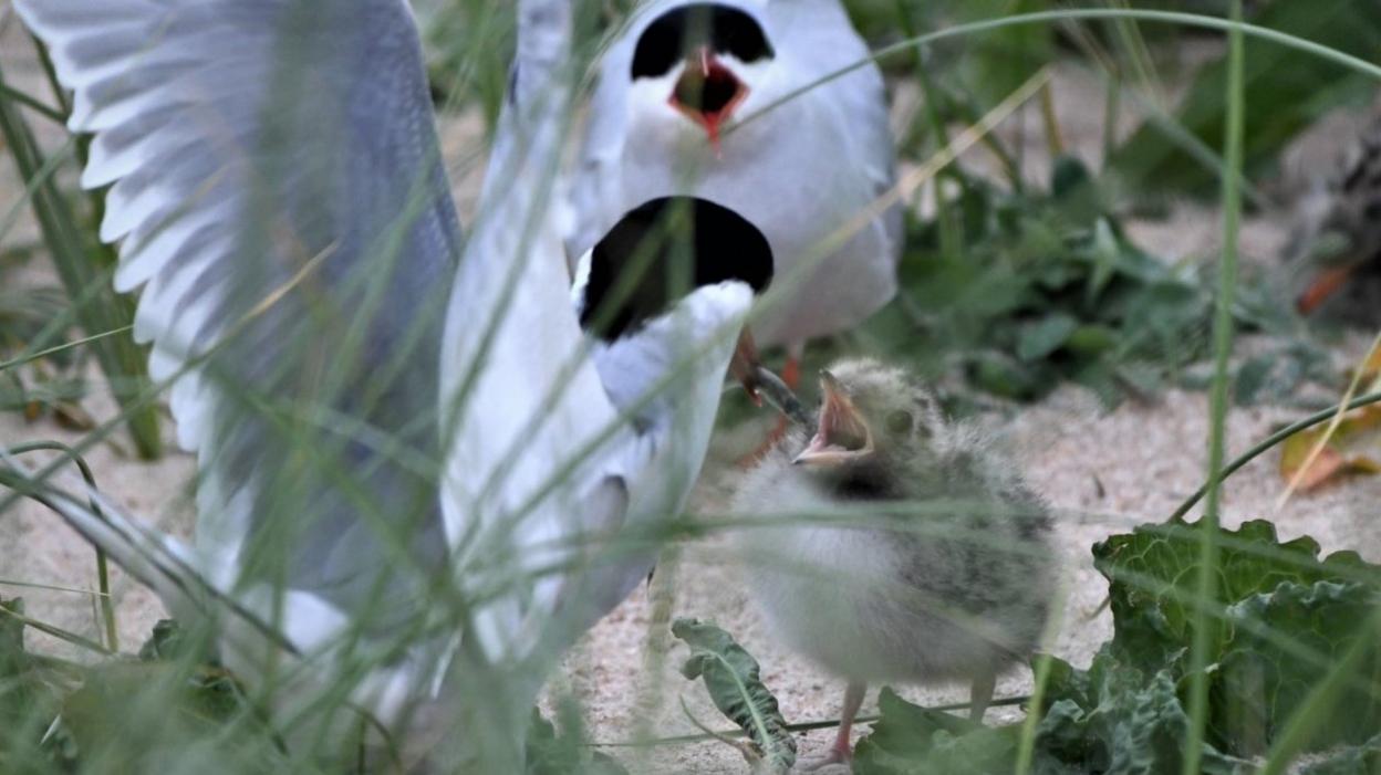 Arctic tern chick feeding at Long Nanny, Northumberland