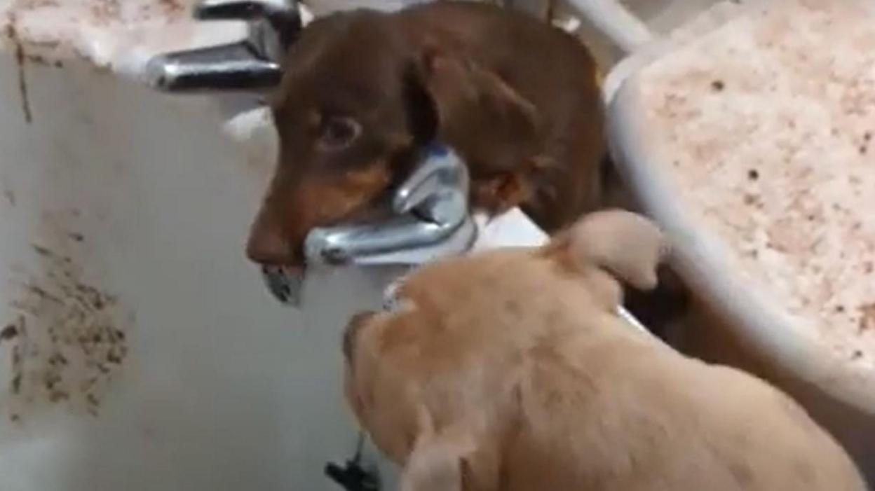 A brown Dachshund and what appears to be a French bulldog scramble to the get closer to the running bathroom tap. The tub is covered in faeces, so is the toilet seat in the background.