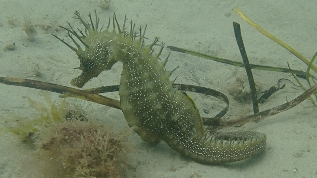 A female seahorse is feeding on the bottom of the seabed. It is in profile and has spines along its back, a horse-shaped head and a curled tail. It looks dark green in colour and is covered in tiny white spots. There are bits of seaweed around it. 
