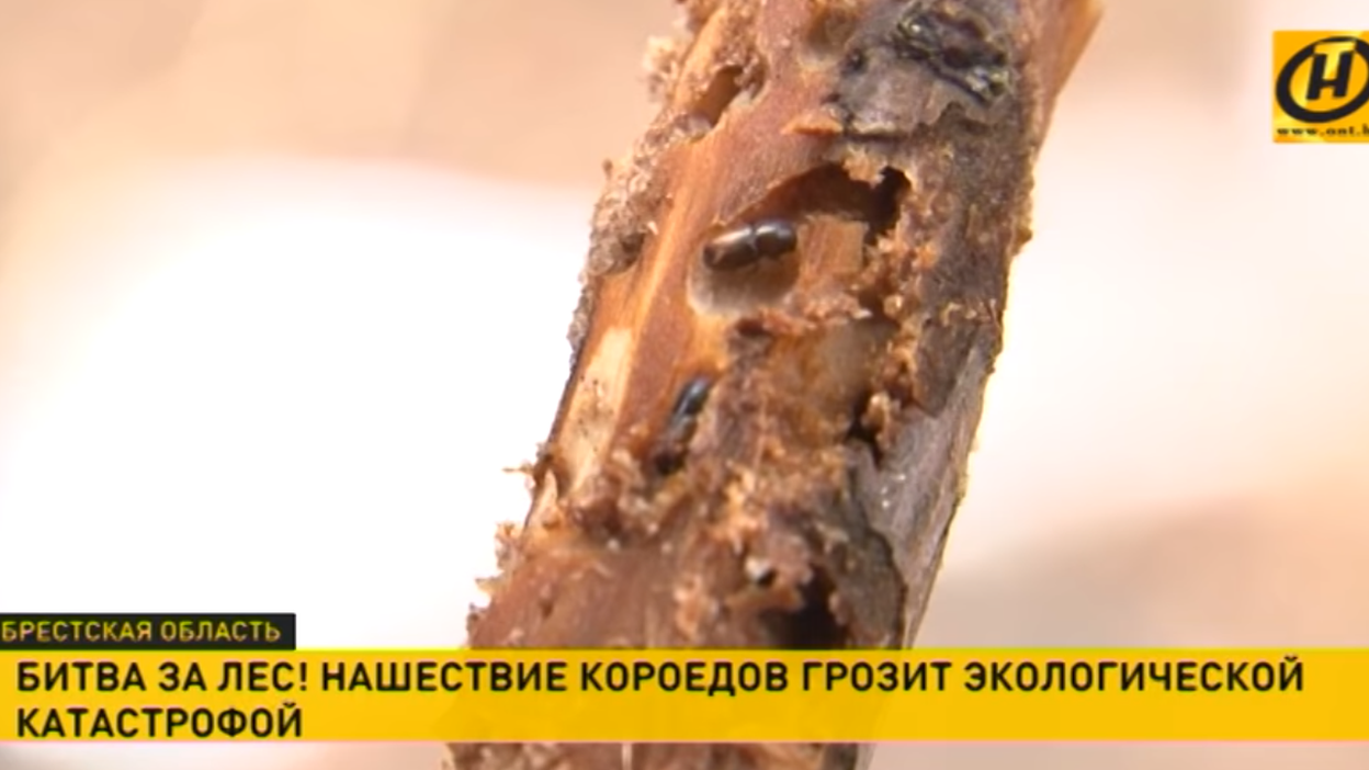 Bark beetles in a pine tree, Belarus.