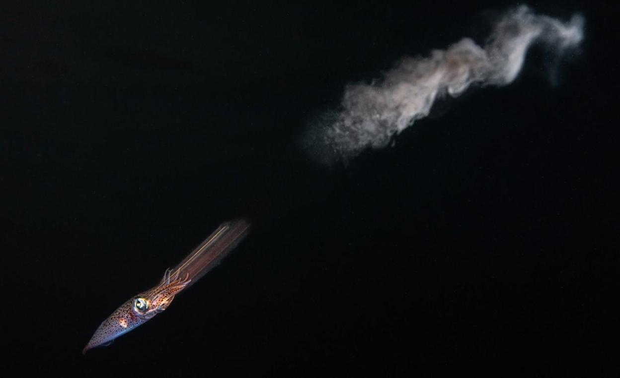 small common squid shoots jet of ink.