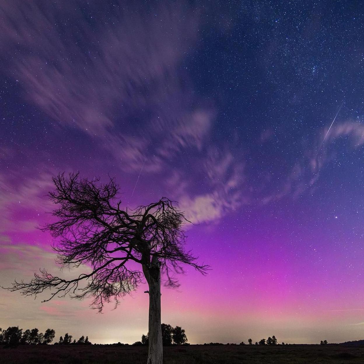 The silhouette of a tree against a purple starry sky with a couple of white streaks shooting across it.