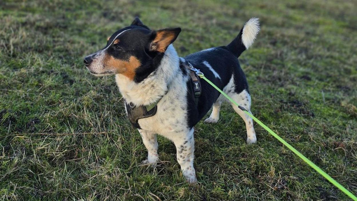 A corgi cross, brown, black and white dog, looking to the left, with a harness on with a green lead.