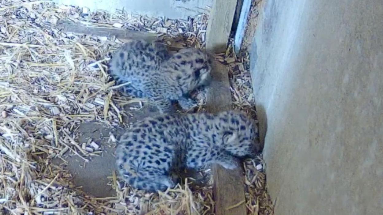 Two leopard cubs curled up on a bed of straw.