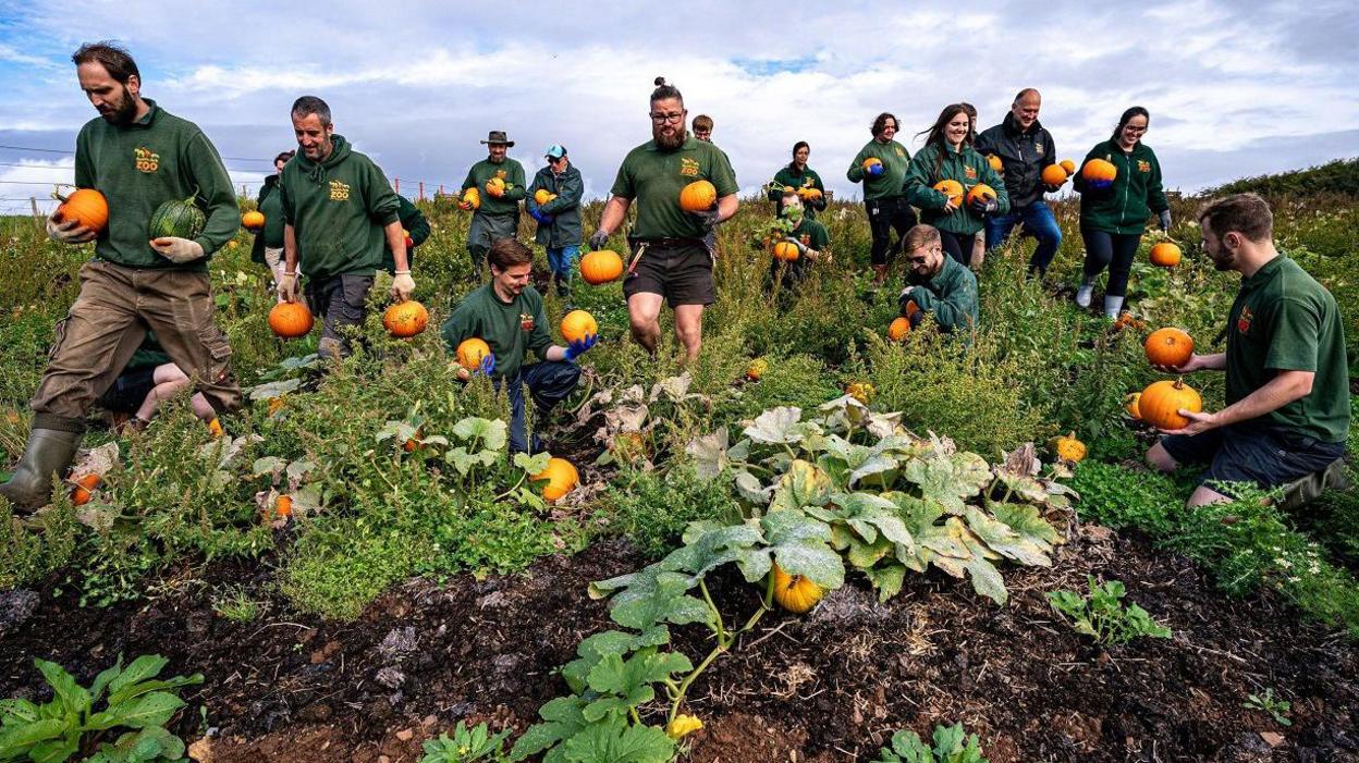 Staff at Noah's Ark Zoo farm are spread across a pumpkin patch at the zoo as they harvest pumpkins. They are wearing the attraction's dark green uniform with logo on it, and many of them are smiling. It is a clear day with some white cloud in the skies above