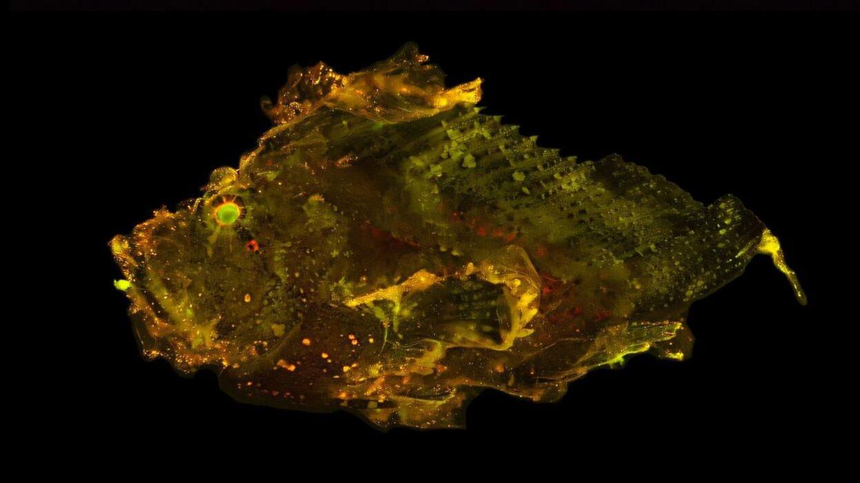 Scorpianfish