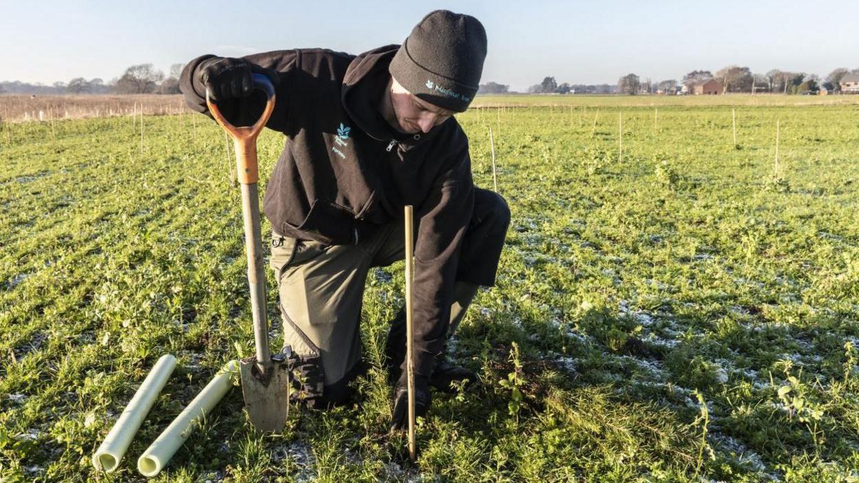 Man with National Trust hat and fleece kneeling down planting a tree in a field in Lunt, Sefton, Merseyside, using a spade