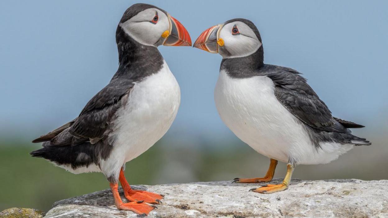 Two puffins, which have white chests, black backs and white and black heads with large black and orange beaks, stand beak to beak.