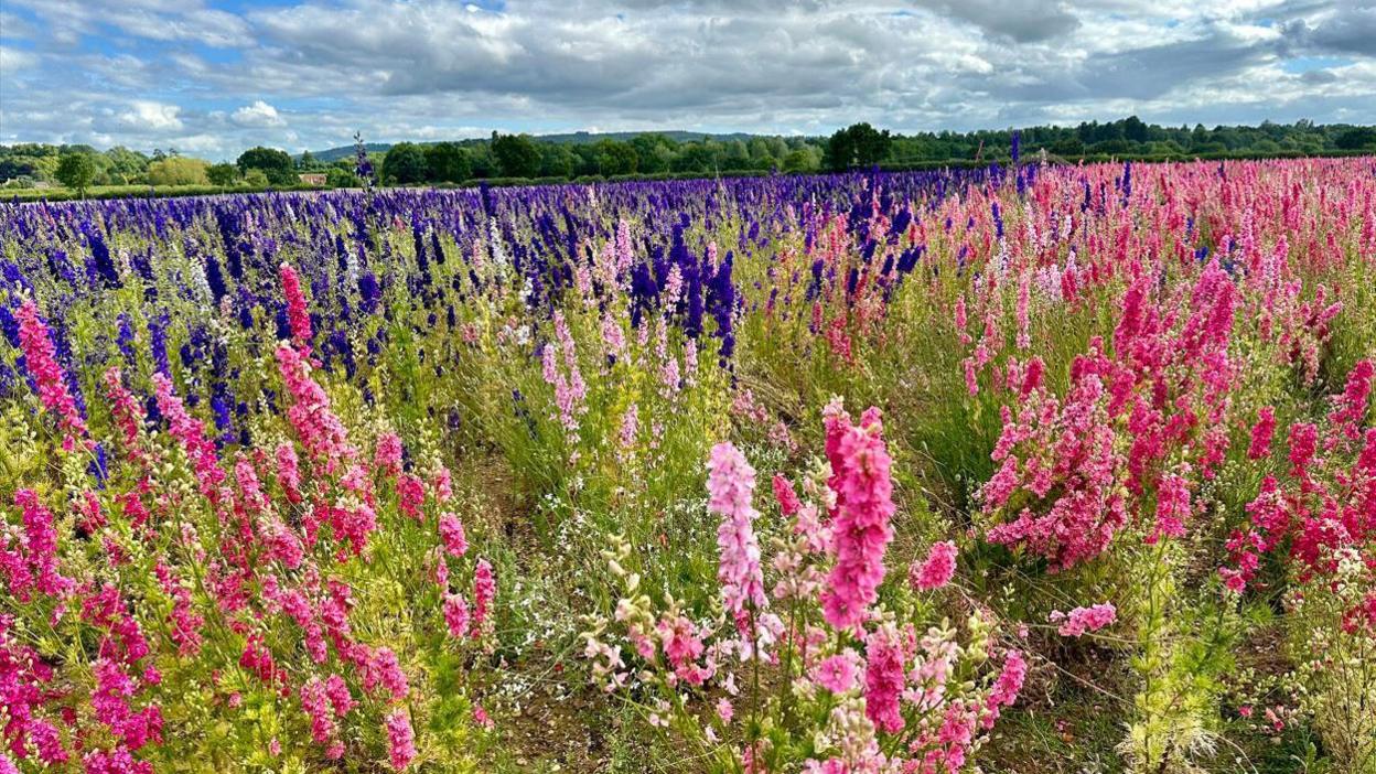 A field of hundreds of blooming delphinium flowers in a variety of different colours including, pink and purple.