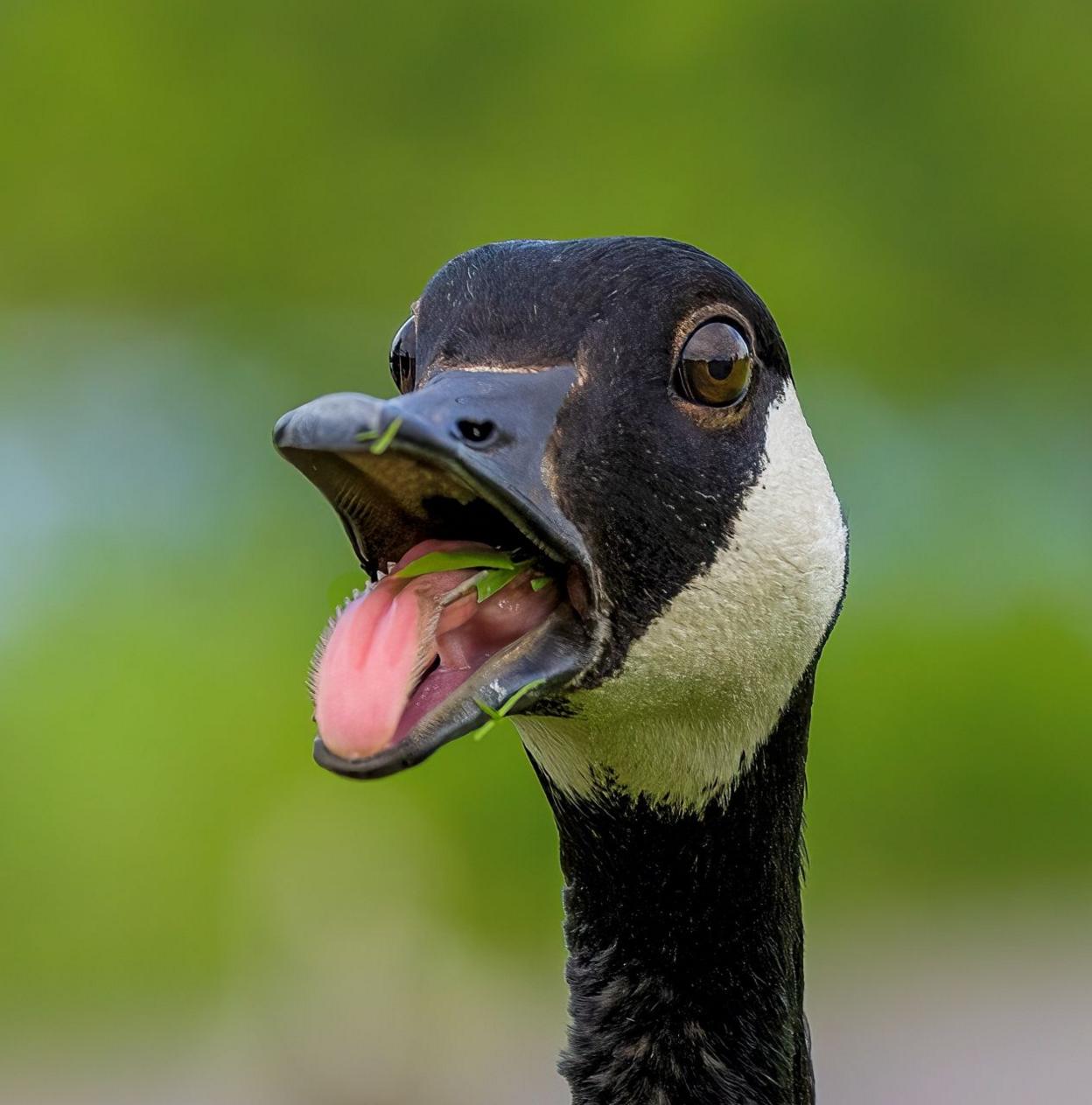 Canada goose