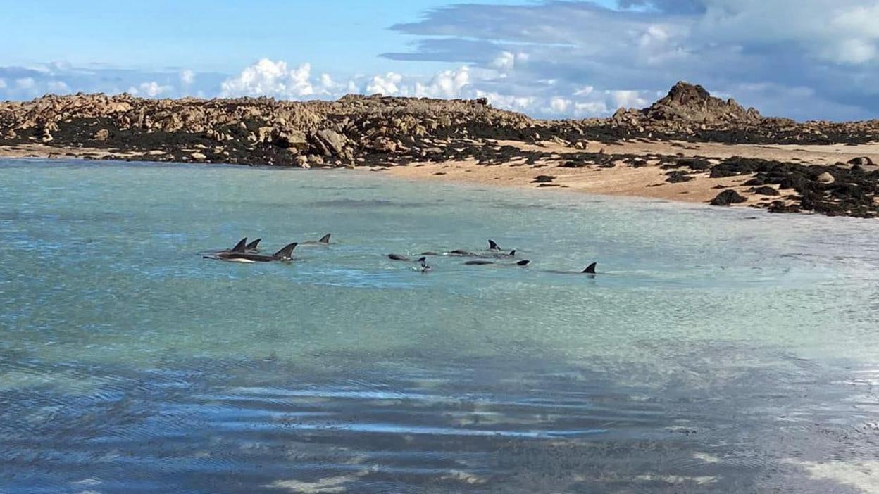 13 dolphins at La Rocque Harbour