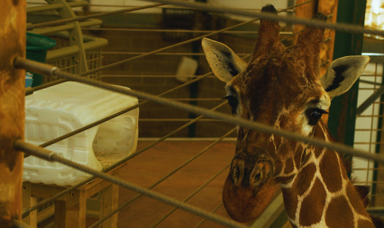 A giraffe's face looks at the camera from behind thin horizontal wire railings. To the left of the image is a white rectangular plastic container, with one end cut away and level with a gap in the railings