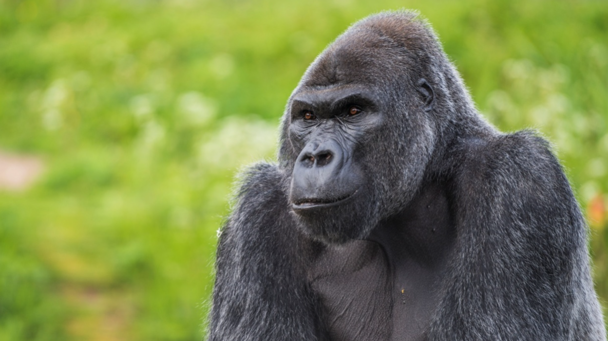 A close-up of Jock, looking intently to the right of camera with a blurred background of green shrubbery 