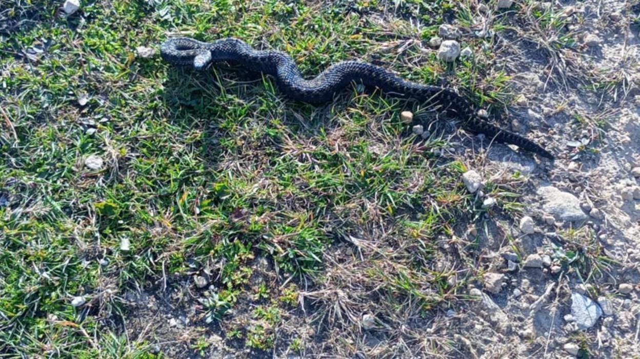 A black snake measuring around 30cm in length on a rocky patch of grassland.