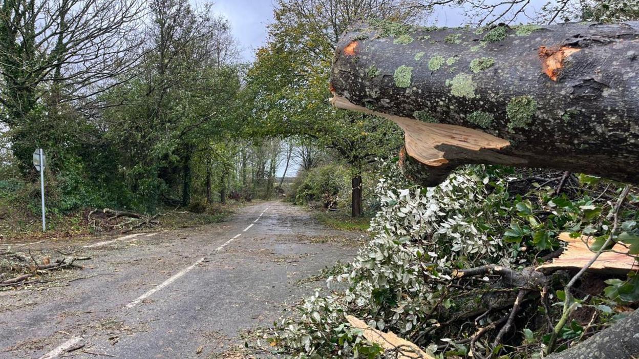 Trees on road