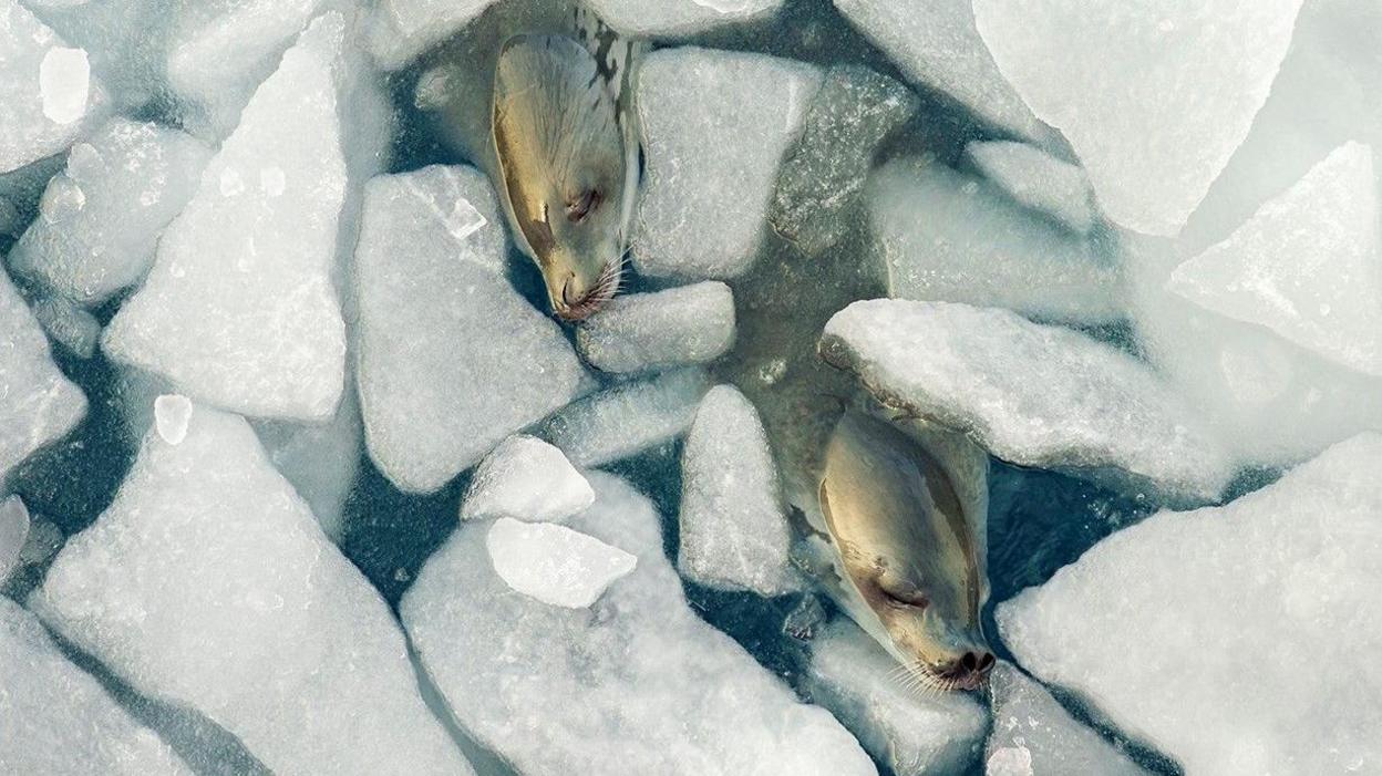 Two seals swimming in broken ice photographed from above