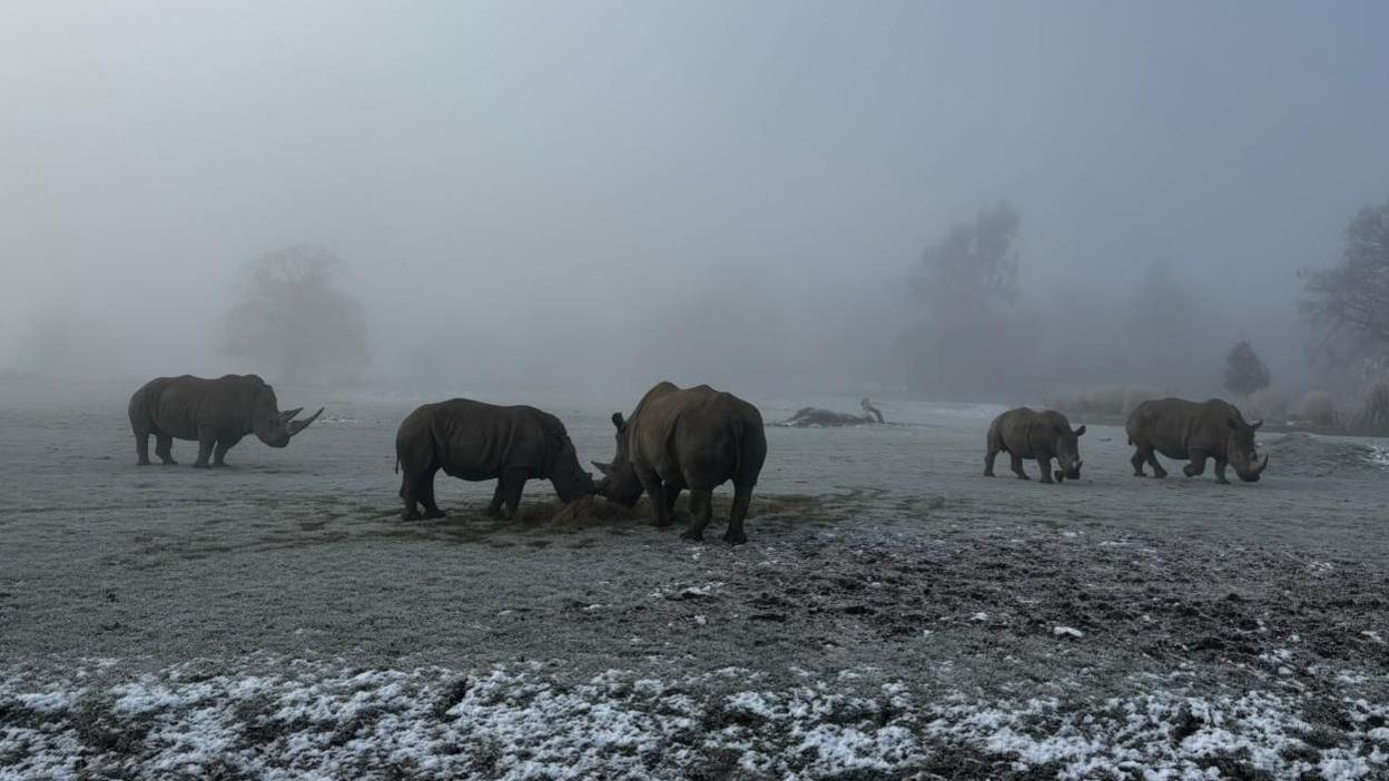 Five rhinos are pictured in a misty and frosty paddock