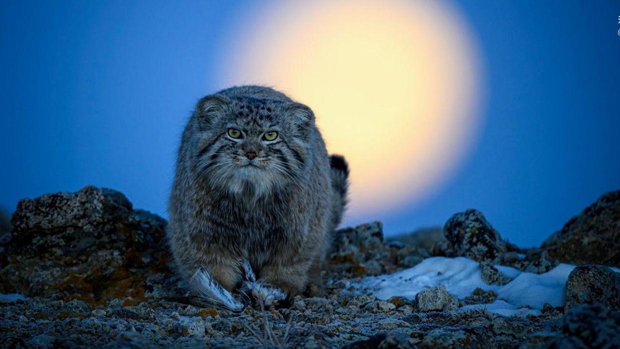 A wild cat standing on some dark rocks with the sun behind it and a very blue sky