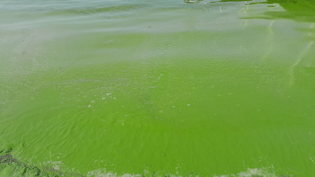 Lough Neagh at Antrim looking green