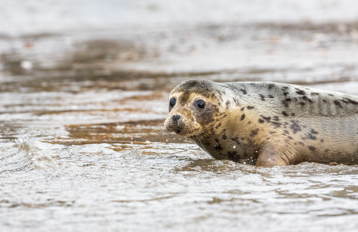 Seal on the beach
