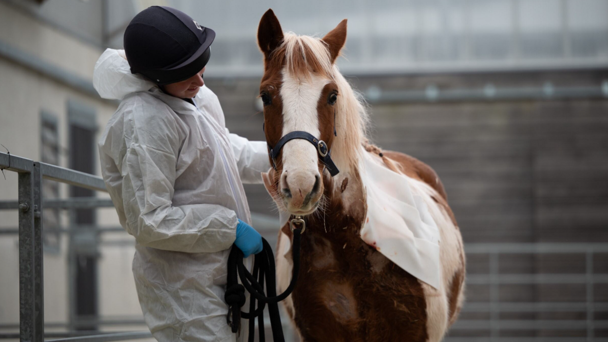 Dakota is staring at the camera. He has a white bandage on the left side of his body. He is brown with a white stripe down his nose. A sanctuary worker, dressed in white protective clothing is has placed on arm on Dakota. The worker is wearing a black riding hat and blue gloves. 