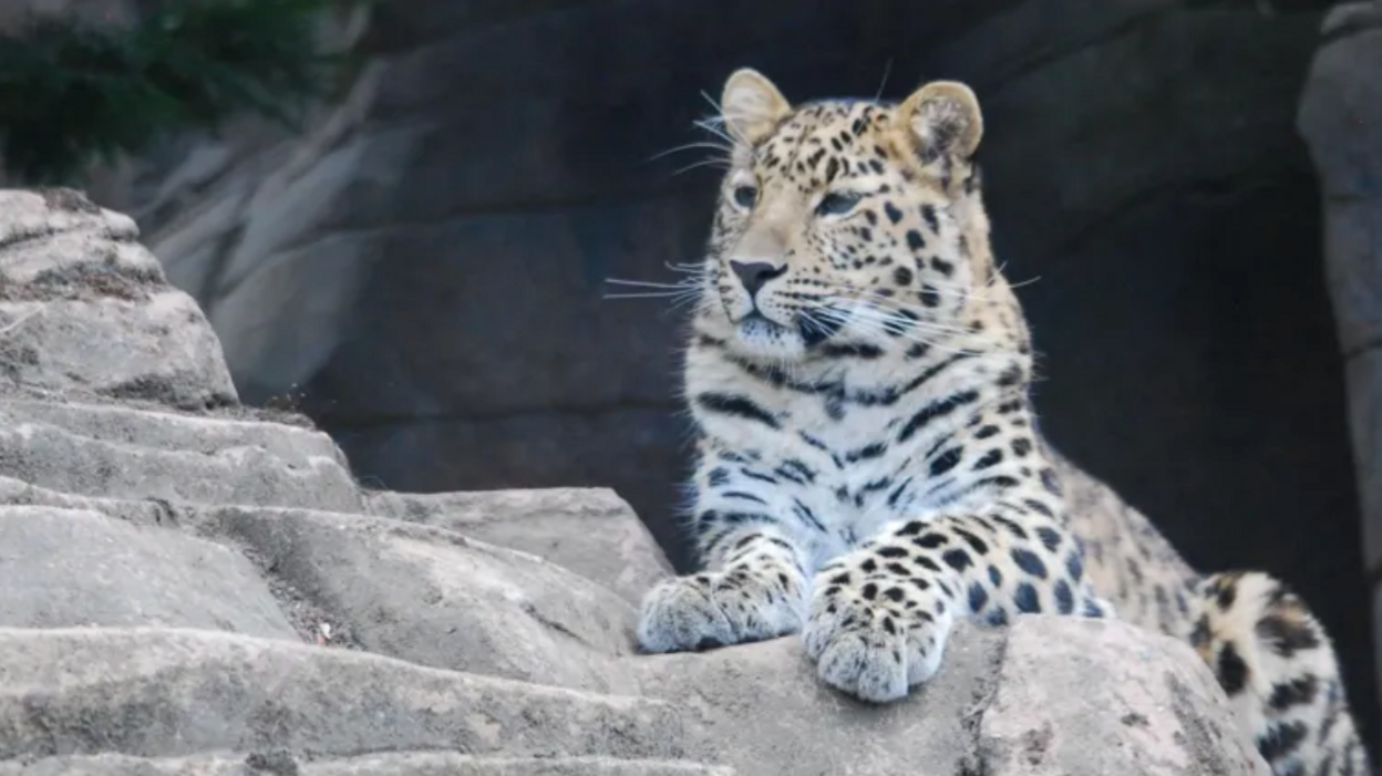 Leopard sits proudly on a rock