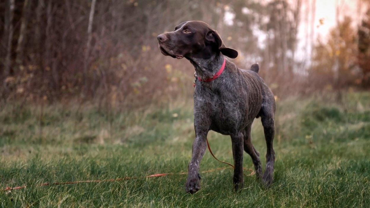 Dog walking through grass in Autumn