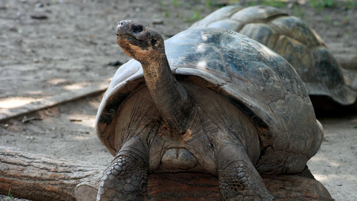 Western Santa Cruz Galapagos tortoise. 