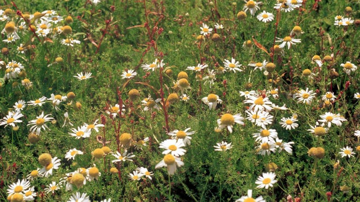 Wildflower meadow