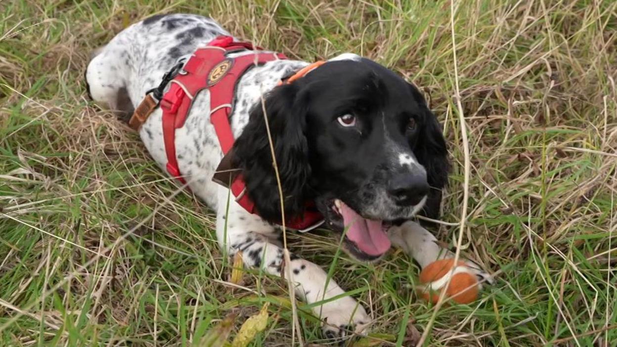Henry the dog lying in the grass.