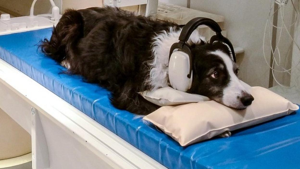 Kun-Kun listens to headphones