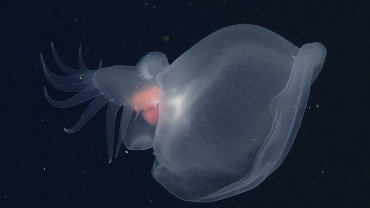 Bathydevius caudactylus swims with a fingered tail and uses a cavernous hood to capture food