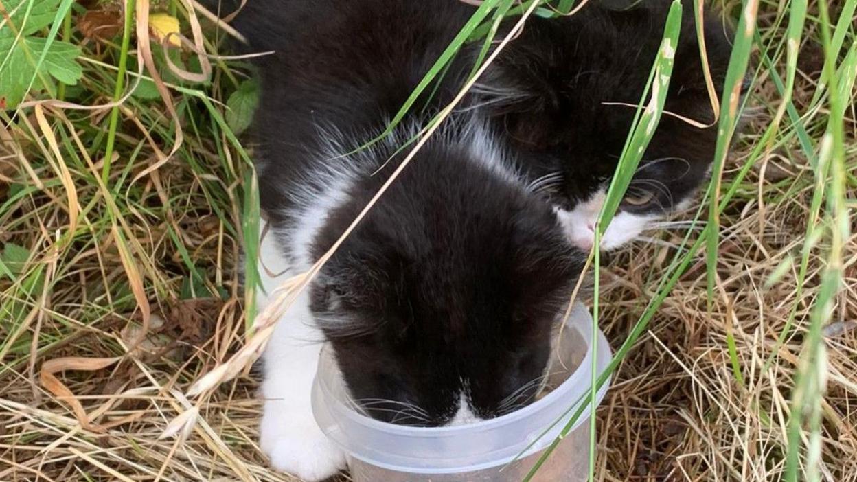 A kitten eating food in a plastic tub