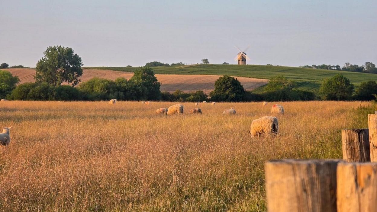 Several sheep in a field among tall grass which comes up to their bodies. In the distance, a windmill can be seen on a hill.