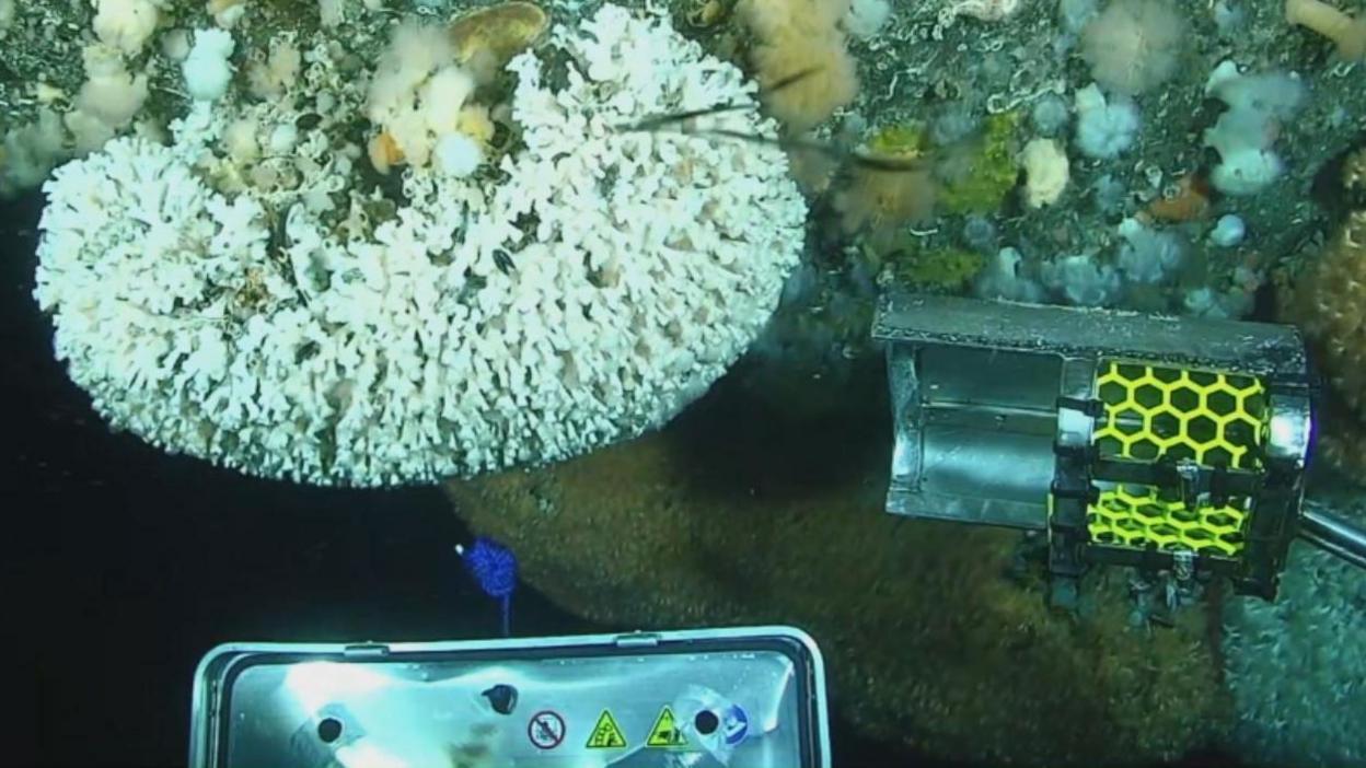 A curved piece of metal approaches a white coral on the top left of the picture, with a grey basket below.