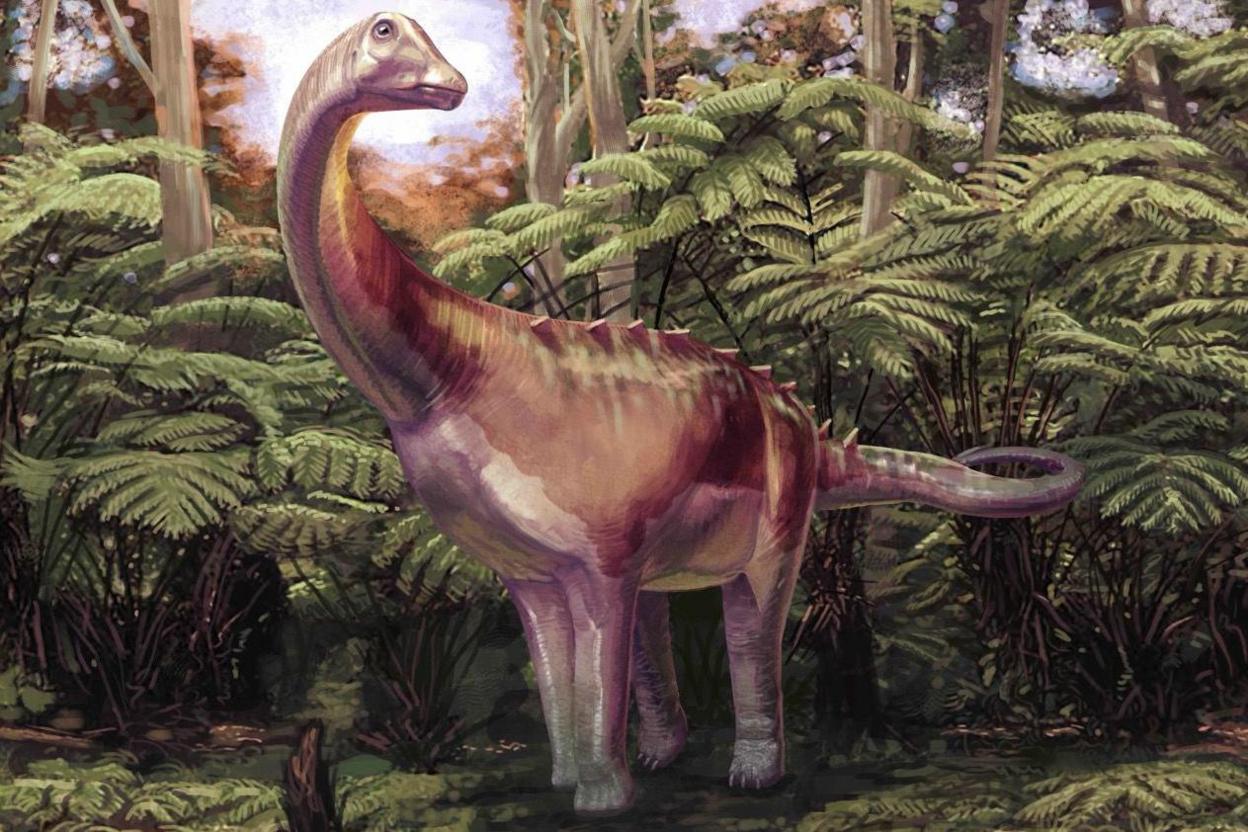 An artist's impression of a light brown Titanosaur, with its long neck and long tail. It's standing on all four legs amongst some green tree ferns.  There are some spikes running along its lower back and the upper part of its tail. It is turned towards us but its neck is slightly twisted as its small head, with a closed mouth, looks around slightly to its left