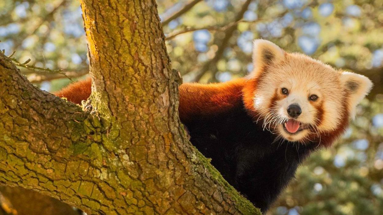 A red panda looks out from behind a tree at the Bristol Zoo Project. The panda has its mouth open and behind it the sun is shining through the foliage