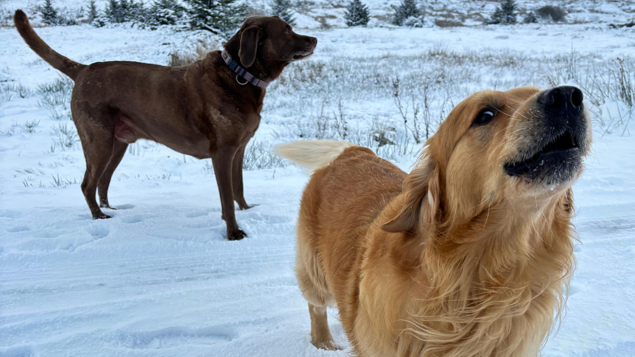 Two dogs, a brown labrador and a golden retriever, stand in a snow filled field. the labrador is in the background and to the left, the retriever closer to the camera and on the right