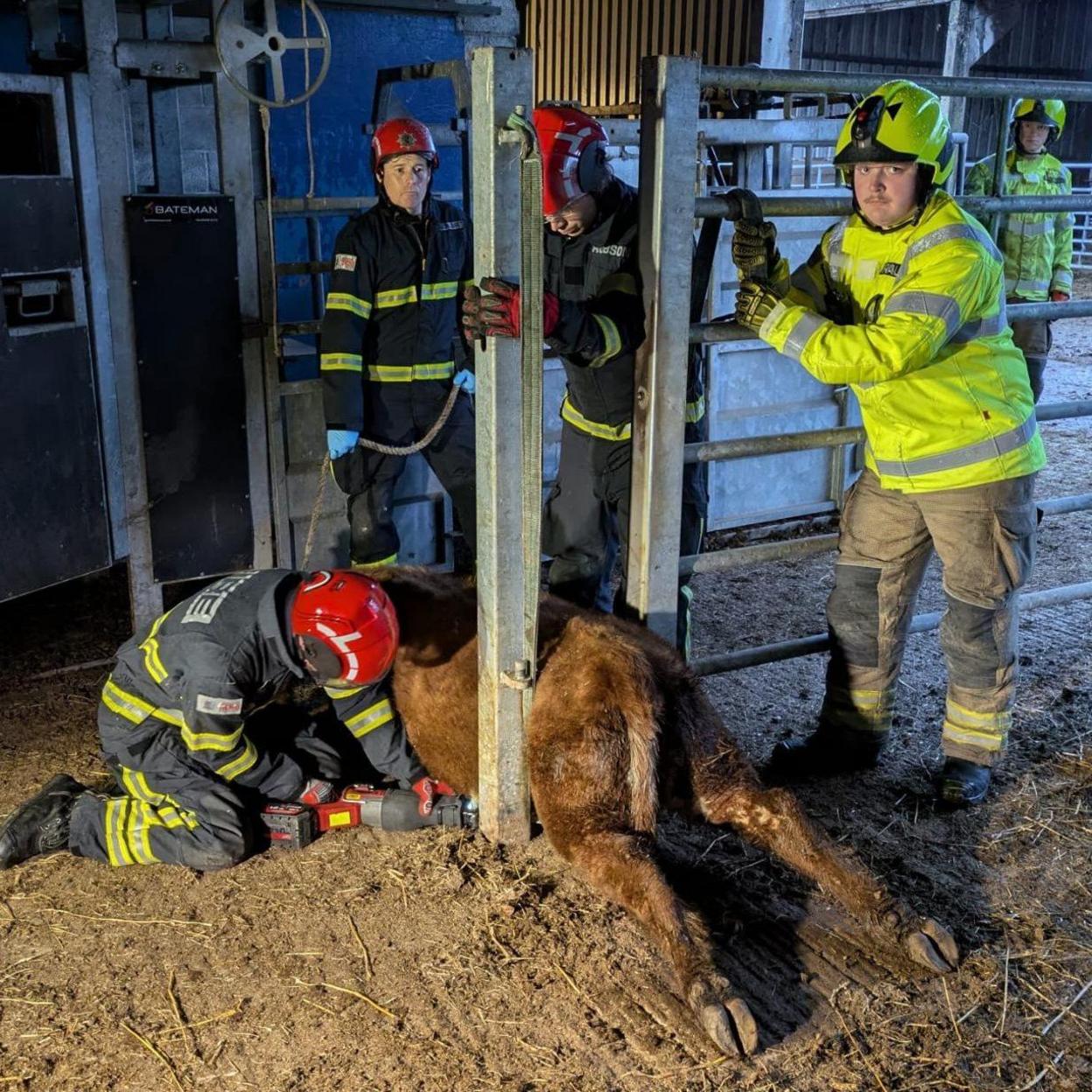 The cow is flat on the ground as a rescuer uses a device to remove one of the metal posts.